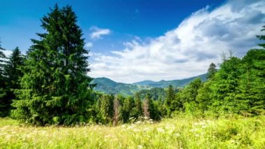 Gün batımında harika bir orman ve çimenli çayır. Altın güneş ufukta beliriyor, günün sonunda. Altın saat boyunca çekim yapmak. Synevyr Geçidi, Karpatlar, Ukrayna 'da dinlenme yeri..