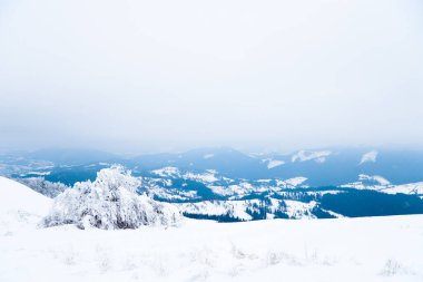 Karpat Dağları, Ukrayna. Güzel kış manzarası. Orman işçisi karla kaplı..