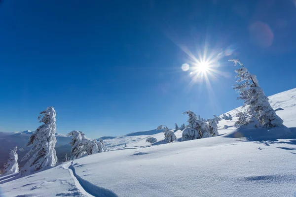 Belo panorama de inverno com neve fresca em pó. Paisagem com árvores de abeto, céu azul com luz solar e altas montanhas dos Cárpatos no fundo — Fotografia de Stock