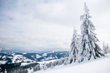 Karpat Dağları, Ukrayna. Kış dağlarında karla kaplı ağaçlar - Noel karlı zemin
