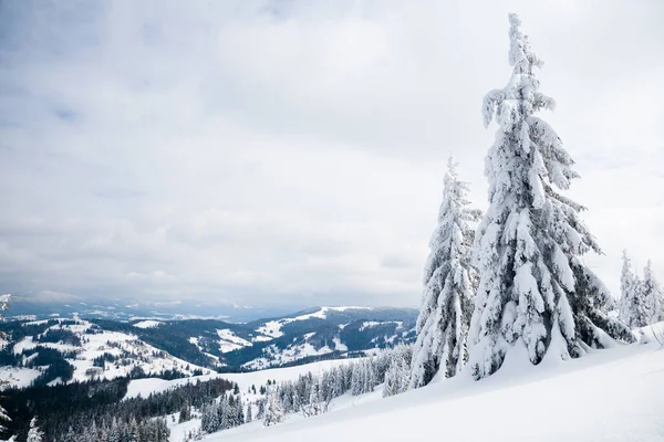 Carpathian mountains, Ukraine. Trees covered with hoarfrost and snow in winter mountains - Christmas snowy background — Photo