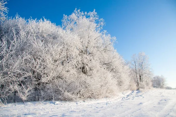 Kar yağışı sırasında don kaplı kuru bitkilerle kış atmosferik manzarası. Kış Noel arkaplanı — Stok fotoğraf