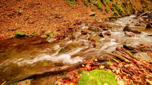 Oekraïne. Een zachte stroom loopt rond met mos bedekte rotsen omringd door bomen versierd met herfstgebladerte in de Karpaten. Nationaal Park Shypit Karpaten. — Stockvideo