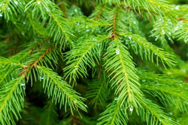 Mavi ladin dal makro, ladin tomurcukları. Taze büyüyen köknar dal filizleri, ladin dalı kozalaklı bulanık arka plan üzerinde.