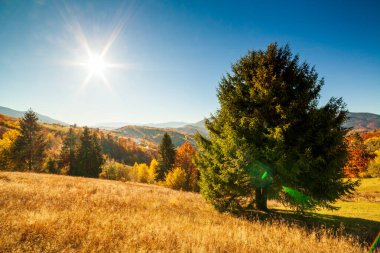 Ukrayna kırsalının panoramik manzarası, yalnız rüzgarlı ağaç, yuvarlanan tepeler ve gün batımında yeşil alanlar. Karpatlar, Synevyr geçidi.