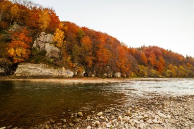 Sonbaharda şelalenin manzarası. Sonbahar renklerinde şelale. Sonbahar manzarasında dağ nehri. Ukrayna, Stryj Nehri.
