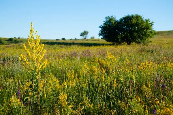 Medicinalörter med gula blommor Hypericum, ört eller buske med karakteristiska gula femkronorsblommor och parade ovala blad, som används i medicinska preparat för behandling av olika sjukdomar — Stockfoto