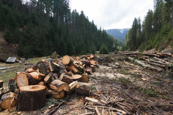 Karpat Dağları, Ukrayna. Gün batımında dağlar. Yaz mevsiminde güzel doğal manzara