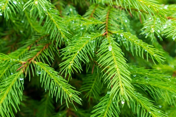 Mavi ladin dal makro, ladin tomurcukları. Taze büyüyen köknar dal filizleri, ladin dalı kozalaklı bulanık arka plan üzerinde.