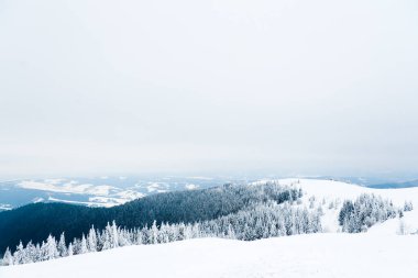 Carpathian mountains, Ukraine. Beautiful winter landscape. The forrest ist covered with snow.