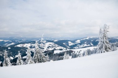 Karpat Dağları, Ukrayna. Kış dağlarında karla kaplı ağaçlar - Noel karlı zemin