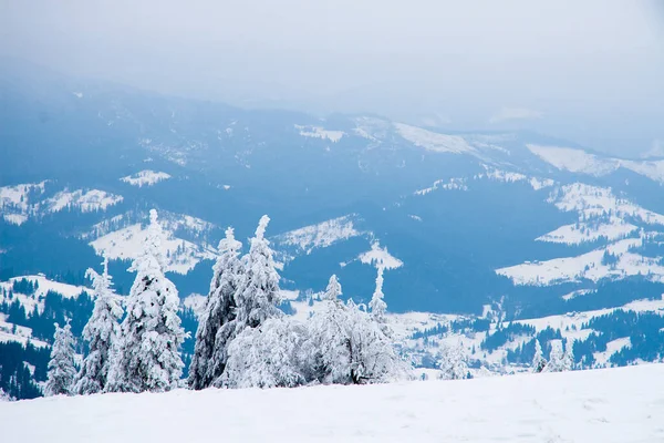 Karpat Dağları, Ukrayna. Güzel kış manzarası. Orman işçisi karla kaplı..