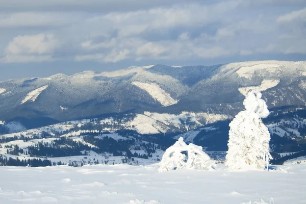 Carpathian mountains, Ukraine. Wonderful snow-covered firs against the backdrop of mountain peaks. Panoramic view of the picturesque snowy winter landscape. Gorgeous and quiet sunny day. — Photo