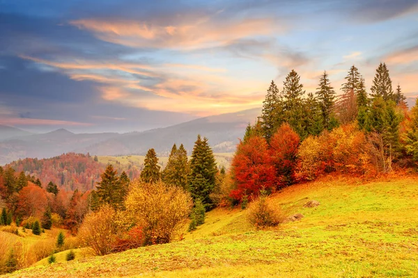 Gęsta mgła pokryta doliny, lasu. Majestatyczny jesienny krajobraz. Brzoza z pomarańczowymi listwami i złotą trawą. Miejsce lokalizacji Karpacki Park Narodowy, Ukraina, Europa. — Zdjęcie stockowe
