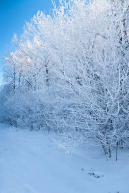 Kar yağışı sırasında don kaplı kuru bitkilerle kış atmosferik manzarası. Kış Noel arkaplanı