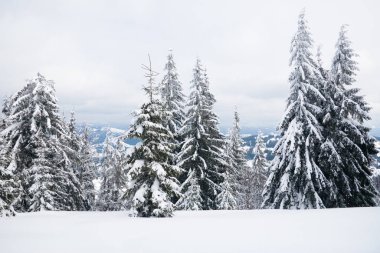 Karpat Dağları, Ukrayna. Kış dağlarında karla kaplı ağaçlar - Noel karlı zemin