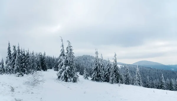 Carpathian mountains, Ukraine. Trees covered with hoarfrost and snow in winter mountains - Christmas snowy background — Stock fotografie