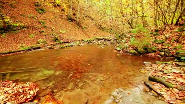 Ukraina. Delikatny strumień kaskad wokół skał porośniętych mchem otoczony drzewami ozdobionymi jesiennymi liśćmi w Karpatach. Park Narodowy Shypit Karpaty. — Wideo stockowe