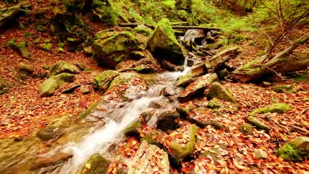 Ukrayna. Karpatlar 'da sonbahar yapraklarıyla bezenmiş ağaçlarla çevrili yosun kaplı kayaların etrafındaki yumuşak bir dere çağlar. Ulusal Park Shypit Karpatları. — Stok video