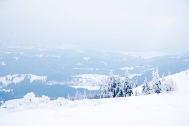 Karpat Dağları, Ukrayna. Güzel kış manzarası. Orman işçisi karla kaplı..