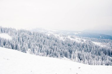 Karpat Dağları, Ukrayna. Güzel kış manzarası. Orman işçisi karla kaplı..