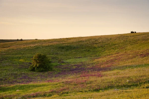 Medicinalörter med gula blommor Hypericum, ört eller buske med karakteristiska gula femkronorsblommor och parade ovala blad, som används i medicinska preparat för behandling av olika sjukdomar — Stockfoto