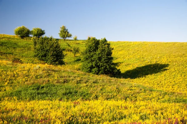 Medicinalörter med gula blommor Hypericum, ört eller buske med karakteristiska gula femkronorsblommor och parade ovala blad, som används i medicinska preparat för behandling av olika sjukdomar — Stockfoto