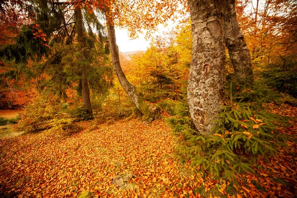 Ucrânia. Bela paisagem de outono ensolarada com folhas vermelhas secas caídas, floresta e árvores amarelas. Adoráveis raios de sol coloridos através de galhos de árvores. Parque Nacional de Shypit Cárpatos. Pipetas. — Fotografia de Stock