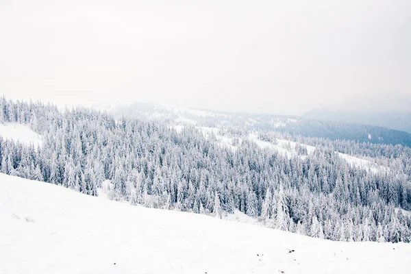 Karpat Dağları, Ukrayna. Güzel kış manzarası. Orman işçisi karla kaplı..