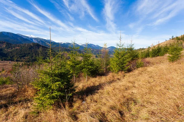 Dağlarla, ormanlarla ve Ukrayna 'daki Karpat Dağları' ndaki ağaçlarla harika bir manzara..
