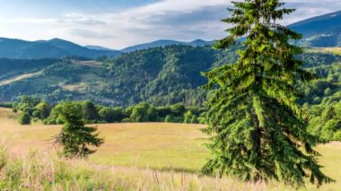 Gün batımında harika bir orman ve çimenli çayır. Altın güneş ufukta beliriyor, günün sonunda. Altın saat boyunca çekim yapmak. Synevyr Geçidi, Karpatlar, Ukrayna 'da dinlenme yeri..