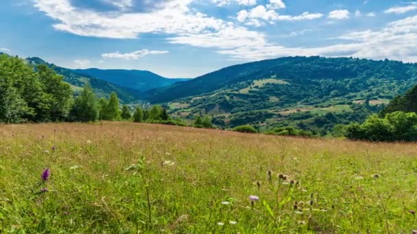 The sun over the Synevir pass of the Carpathian mountain ranges. High grass on the hill. Rural wonderful landscape in Carpathian mountains. Country rest in Synevyr pass, Carpathian mountains, Ukraine. — Stok video