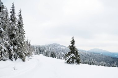 Carpathian mountains, Ukraine. Trees covered with hoarfrost and snow in winter mountains - Christmas snowy background