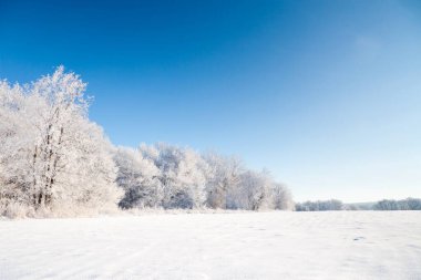 Kar yağışı sırasında don kaplı kuru bitkilerle kış atmosferik manzarası. Kış Noel arkaplanı