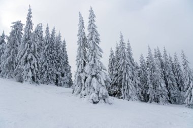 Karpat Dağları, Ukrayna. Güzel kış manzarası. Orman işçisi karla kaplı..
