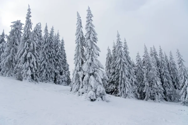 Karpat Dağları, Ukrayna. Güzel kış manzarası. Orman işçisi karla kaplı..