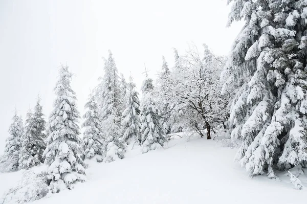Carpathian mountains, Ukraine. Beautiful winter landscape. The forrest ist covered with snow. — Stok fotoğraf