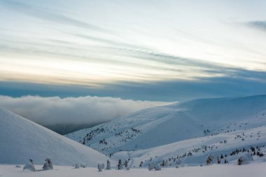 Kardan sonra karla kaplı köknar ormanı ve kış günü sisli gri gökyüzü. Karpat Dağları, Ukrayna