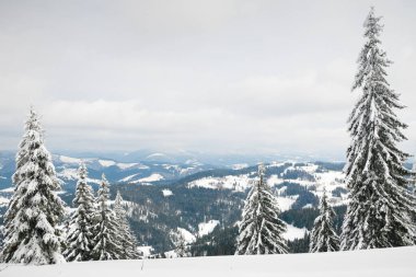 Karpat Dağları, Ukrayna. Kış dağlarında karla kaplı ağaçlar - Noel karlı zemin
