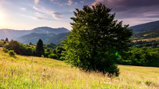 Csodálatos erdő és füves rét naplementekor. Az arany nap megérinti a horizontot, a nap végén. Lövöldözés az aranyórában. Ország többi a Synevyr hágón, Kárpátok, Ukrajna. — Stock videók