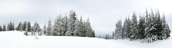 Carpathian mountains, Ukraine. Trees covered with hoarfrost and snow in winter mountains - Christmas snowy background — ストック写真