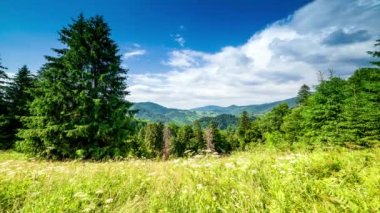 Gün batımında harika bir orman ve çimenli çayır. Altın güneş ufukta beliriyor, günün sonunda. Altın saat boyunca çekim yapmak. Synevyr Geçidi, Karpatlar, Ukrayna 'da dinlenme yeri..