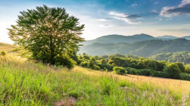 Gün batımında harika bir orman ve çimenli çayır. Altın güneş ufukta beliriyor, günün sonunda. Altın saat boyunca çekim yapmak. Synevyr Geçidi, Karpatlar, Ukrayna 'da dinlenme yeri..