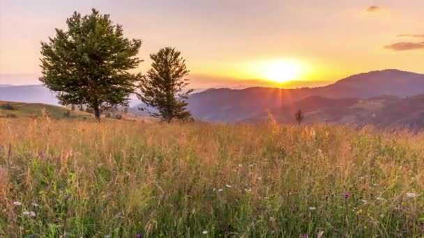 Underbar skog och gräsbevuxen äng vid solnedgången. Den gyllene solen vidrör horisonten, slutet av dagen. Skjuter under den gyllene timmen. Landsvila på Synevyr Pass, Karpaterna, Ukraina. — Stockvideo
