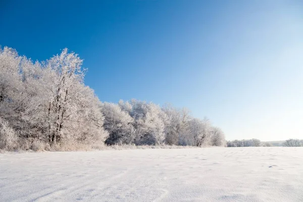 降雪期间，冬季的大气景观上覆盖着霜冻干燥的植物。冬季圣诞背景 — 图库照片