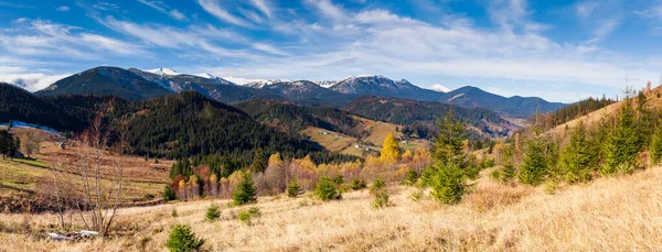 Magnifique paysage magnifique avec forêt de montagnes et prairie avec des arbres dans les montagnes des Carpates, Ukraine. — Photo