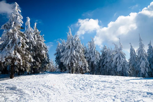 View from the top of mountain on forest in frost and low cloud. — Stock Fotó