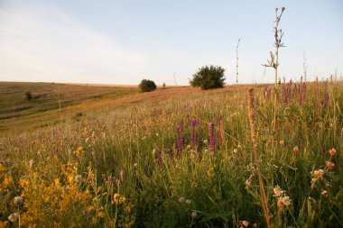 Sarı çiçekli şifalı bitkiler Hypericum, bitki ya da çalılık. Karakteristik sarı beş yapraklı ve çift oval yapraklı, çeşitli hastalıkların tedavisinde kullanılan tedavi amaçlı.