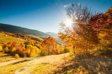 Sonbahar günü Ukrayna Karpatlar renkli ağaçlar, pus parlayan güneş ışınları muhteşem ışık efektleri ile nazik. Kayın huş blue Dağları arka plan üzerinde çok güzel