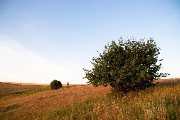 Sarı çiçekli şifalı bitkiler Hypericum, bitki ya da çalılık. Karakteristik sarı beş yapraklı ve çift oval yapraklı, çeşitli hastalıkların tedavisinde kullanılan tedavi amaçlı.
